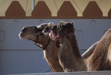 a_grass_vae__17_20140604_1309633021